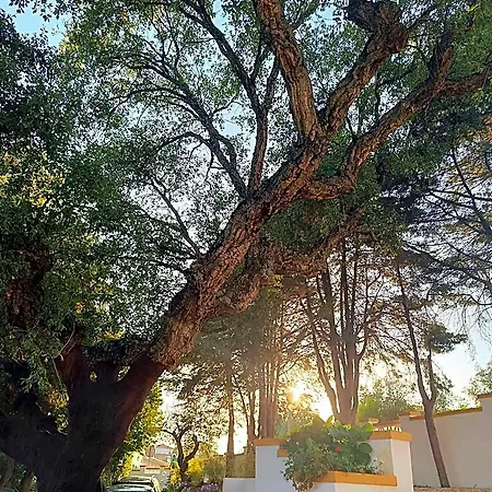 Casa Da Do Ribatejo Bed & Breakfast